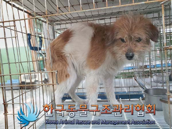 한국동물구조관리협회_441559202300105